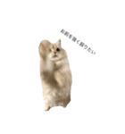 猫のムー（個別スタンプ：2）
