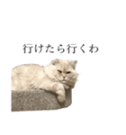 猫のムー（個別スタンプ：3）