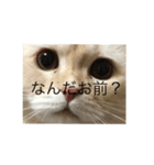 猫のムー（個別スタンプ：5）