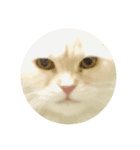 猫のムー（個別スタンプ：6）