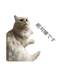 猫のムー（個別スタンプ：7）