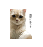 猫のムー（個別スタンプ：8）