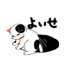 【関西弁】鈴を付けた三毛猫さん（個別スタンプ：39）