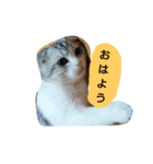 我が家のスコちゃん（個別スタンプ：2）