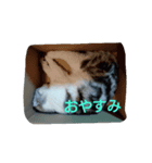 我が家のスコちゃん（個別スタンプ：3）