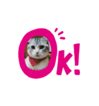我が家のスコちゃん（個別スタンプ：4）