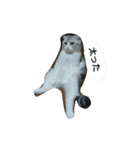 我が家のスコちゃん（個別スタンプ：5）