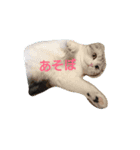 我が家のスコちゃん（個別スタンプ：6）
