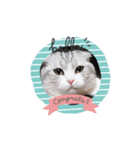 我が家のスコちゃん（個別スタンプ：8）