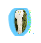 フクロウ手描き（個別スタンプ：2）