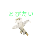 フクロウ手描き（個別スタンプ：4）