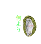 フクロウ手描き（個別スタンプ：5）