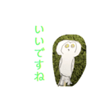 フクロウ手描き（個別スタンプ：6）