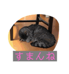 Sumireのイラスト（個別スタンプ：39）