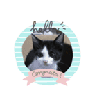 猫大好き❤家族物語（個別スタンプ：1）