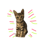 猫大好き❤家族物語（個別スタンプ：2）