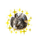 猫大好き❤家族物語（個別スタンプ：3）