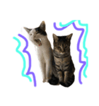 猫大好き❤家族物語（個別スタンプ：5）