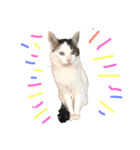 猫大好き❤家族物語（個別スタンプ：6）