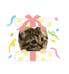 猫大好き❤家族物語（個別スタンプ：7）