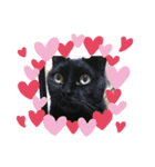 猫大好き❤家族物語（個別スタンプ：8）