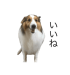 愛犬エリー（個別スタンプ：1）