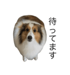 愛犬エリー（個別スタンプ：2）
