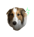 愛犬エリー（個別スタンプ：3）