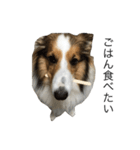 愛犬エリー（個別スタンプ：5）