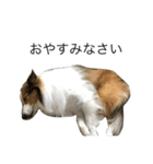 愛犬エリー（個別スタンプ：6）