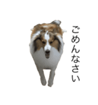 愛犬エリー（個別スタンプ：8）