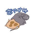 ハゲネコ（個別スタンプ：9）