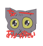 ハゲネコ（個別スタンプ：31）