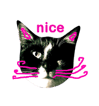 簡単ねこ語（個別スタンプ：2）