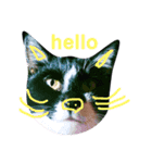 簡単ねこ語（個別スタンプ：4）