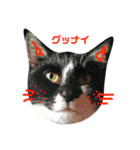 簡単ねこ語（個別スタンプ：5）