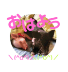 ミニブタ  とん太・悟天・すもも1（個別スタンプ：1）