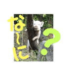 ミニブタ  とん太・悟天・すもも1（個別スタンプ：7）