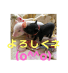 ミニブタ  とん太・悟天・すもも1（個別スタンプ：8）