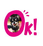 ちわわのこまさ（個別スタンプ：6）