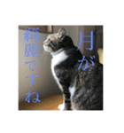 使い道のないだみおスタンプ（個別スタンプ：1）