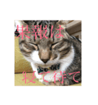 使い道のないだみおスタンプ（個別スタンプ：2）