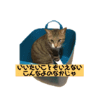 使い道のないだみおスタンプ（個別スタンプ：3）