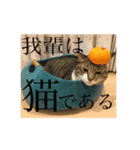 使い道のないだみおスタンプ（個別スタンプ：4）