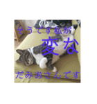 使い道のないだみおスタンプ（個別スタンプ：5）