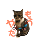 使い道のないだみおスタンプ（個別スタンプ：6）