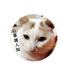 ミーちゃんの日常（個別スタンプ：2）