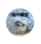 ミーちゃんの日常（個別スタンプ：3）