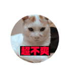 ミーちゃんの日常（個別スタンプ：7）
