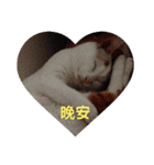 ミーちゃんの日常（個別スタンプ：8）